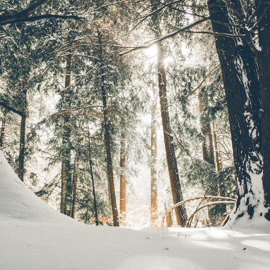 Top 10 Winter Activities for Homeschool Kids