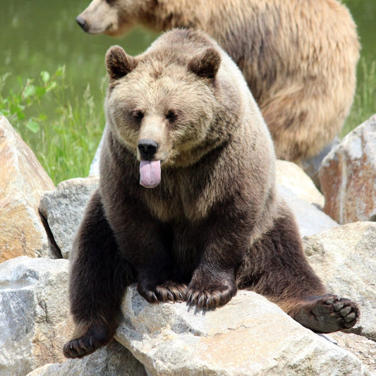 Don't Feed the Bears: How the State Creates Dependence and Undermines Individual Empowerment