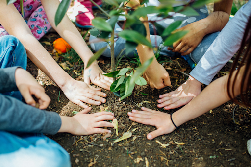 Students planting a young tree outdoors.