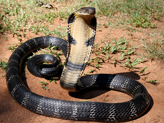 Tale of Government - Caused Cobras Infestation